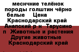 5-меснчние телёнок породы голштин чёрно-белые. › Цена ­ 21 000 - Краснодарский край, Анапский р-н, Тарусино п. Животные и растения » Другие животные   . Краснодарский край